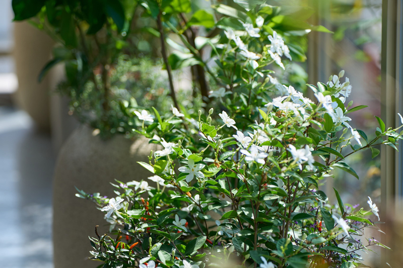 植物が並ぶ癒しの空間